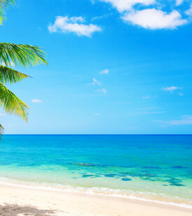 美丽海滨风光椰树伴碧海