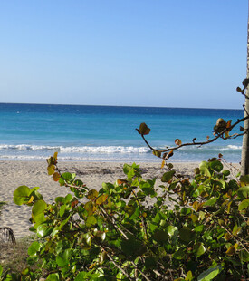 海边绿植与蔚蓝大海