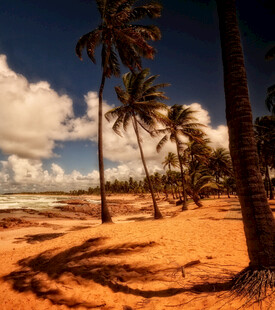 热带沙滩上的椰树美景