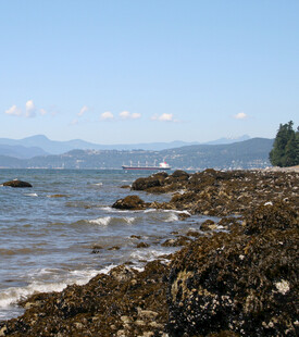 海边礁石景观宁静自然