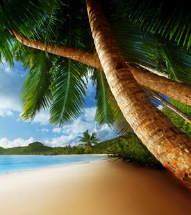 热带海滩椰树美景