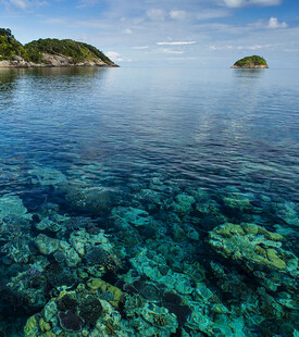 美丽清澈的海底珊瑚景观