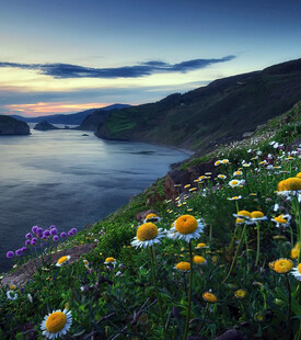 海边繁花盛放的美丽景致