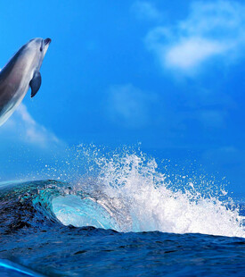 海豚跃出蓝色海浪瞬间