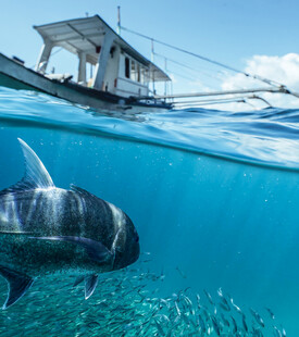 海面上下船与海洋生物