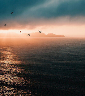 海上日落飞鸟美景