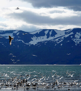 雪山湖畔飞鸟群集美景