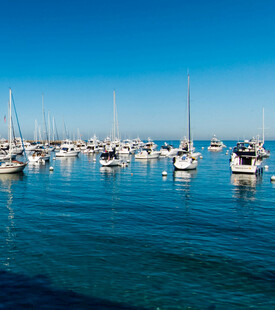 海港停泊的众多白色帆船