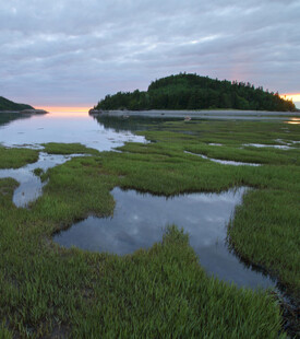 黄昏下的湿地风光