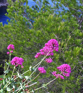 野外绽放的艳丽紫色花朵