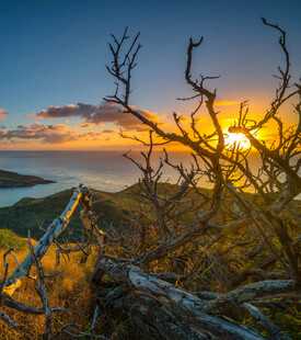 夕阳下的枯树与壮丽海景