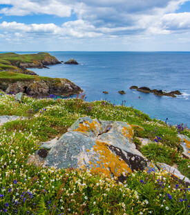海岸岩石边的烂漫野花