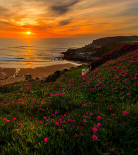 海边日落时的繁花景致