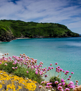 海边繁花盛开的美丽景致