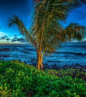 海边椰树与葱郁绿植美景