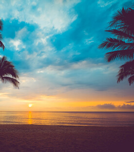 海边日落美景椰树相伴