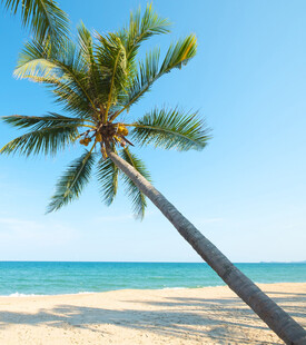 倾斜椰树下的美丽海滩