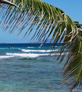 海边椰枝下的蔚蓝海景