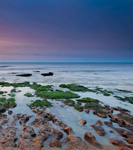 海边黄昏下的礁石与海藻