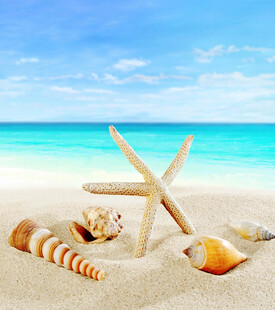 沙滩上的海星与多彩贝壳