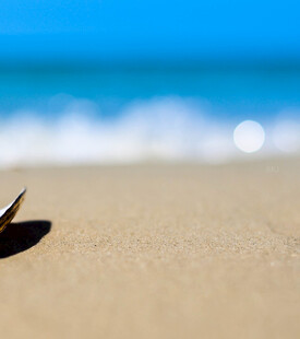 沙滩上的贝壳与蔚蓝海景