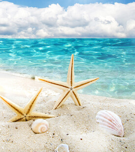 海滩上的海星与贝壳