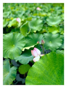 荷塘中的粉嫩荷花与绿叶