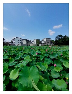 村落荷塘