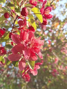 娇艳盛开的红色海棠花