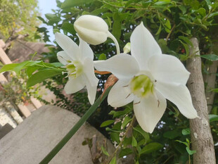洁白绽放的优雅百合花