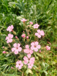草丛中的粉色小花