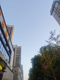 城市街道旁的高楼与绿树