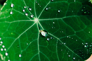 绿叶上的晶莹水珠