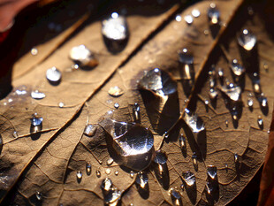 枯叶上的晶莹水珠