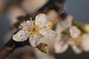 带露绽放的洁白花朵