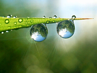 草叶上晶莹的剔透水珠