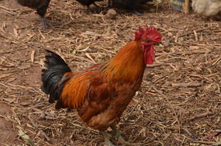 农场中的艳丽公鸡