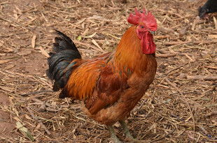 昂首挺立的红冠公鸡