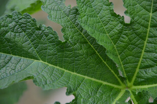  翠绿的木瓜叶片