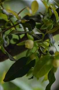 翠绿植物特写