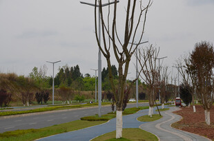 城市道路旁的光秃树木景观