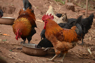 庭院中觅食的多彩鸡群