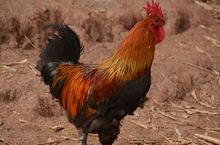 昂首挺立的五彩大公鸡