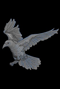 展翅飞翔的白鸽