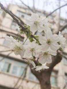 枝头绽放的洁白花朵