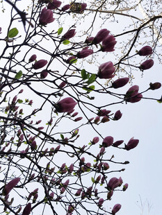枝头绽放的紫玉兰花朵