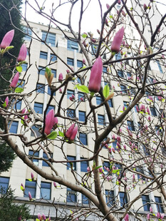 玉兰花盛开于楼宇前