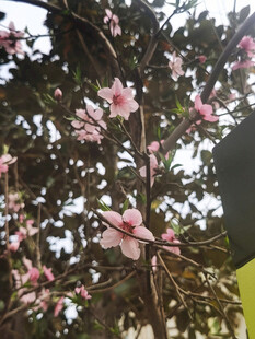 枝头绽放的粉嫩花朵