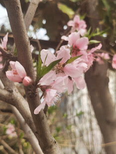 枝头绽放的粉嫩桃花