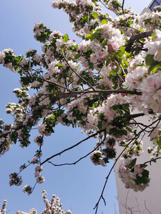 枝头绽放的粉嫩樱花